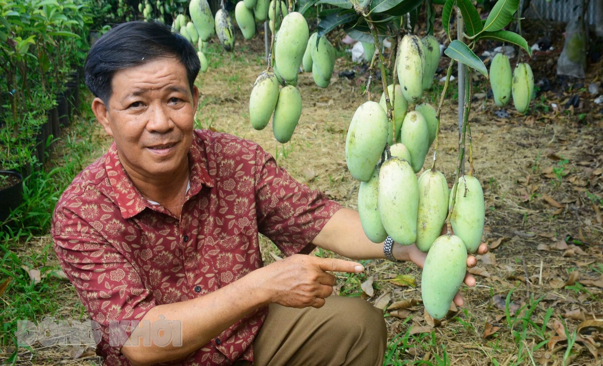 Anh Nguyễn Thanh Sơn bên giống xoài Tài Lộc đang cho trái