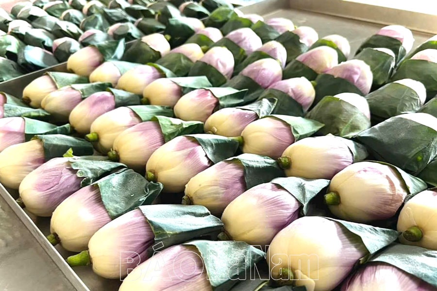 Những bông sen chuẩn bị được đưa vào máy sấy thăng hoa