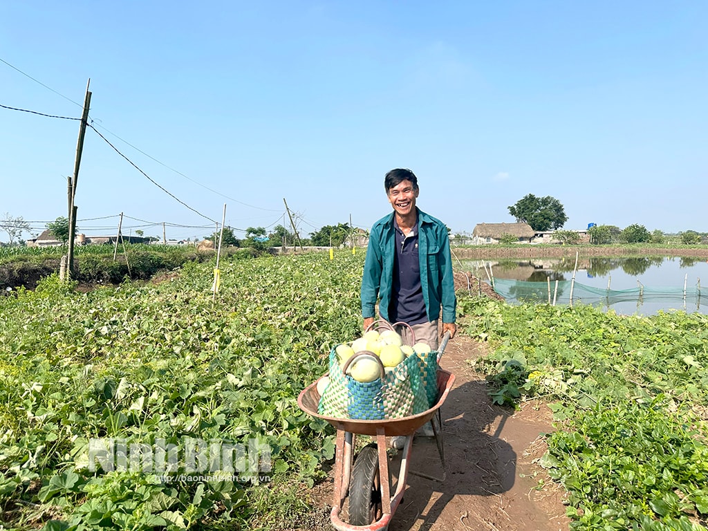 Niềm vui được mùa, được giá của nông dân trồng dưa xã Kim Trung