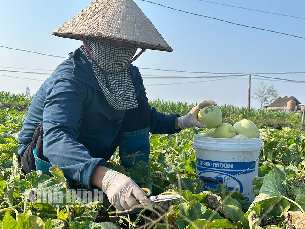 Từ 6 sào trồng dưa lê, mỗi năm bà Trần Thị Nga ở xã Kim Trung thu về trên dưới 100 triệu đồng