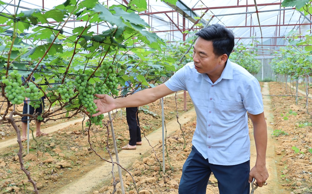 Anh Tạ Hữu Tình xây dựng vườn nho trong nhà màng trên đảo Tình Nghĩa, làm điểm nhấn mô hình du lịch nông nghiệp