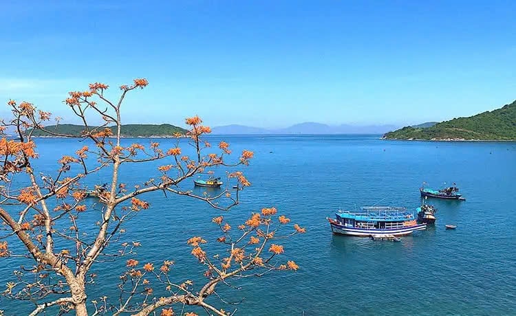 cu lao cham