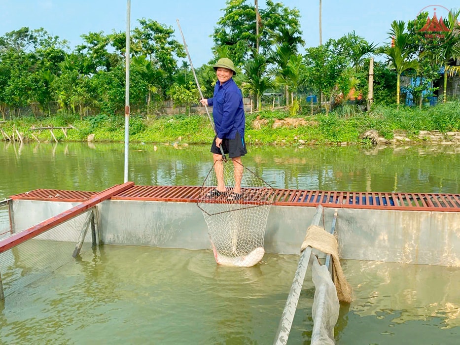 Mô hình cá sông trong ao của gia đình ông Kim Đình Úp, xã Đồng Văn (Yên Lạc) đem lại hiệu quả kinh tế cao