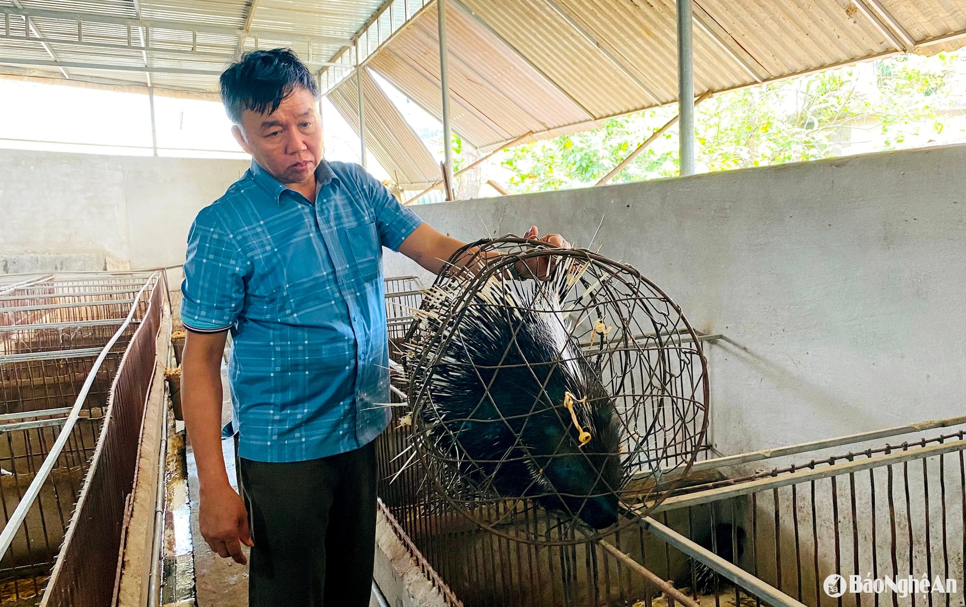 Nhím thương phẩm nuôi được trên 1 năm là xuất bán