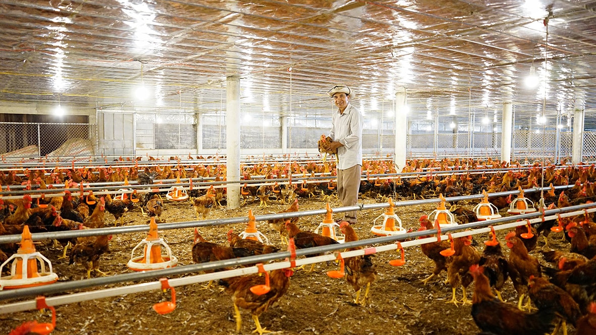 Ông Nguyễn Hùng Lâm kiểm tra lứa gà đã đạt trọng lượng theo quy định của công ty liên kết