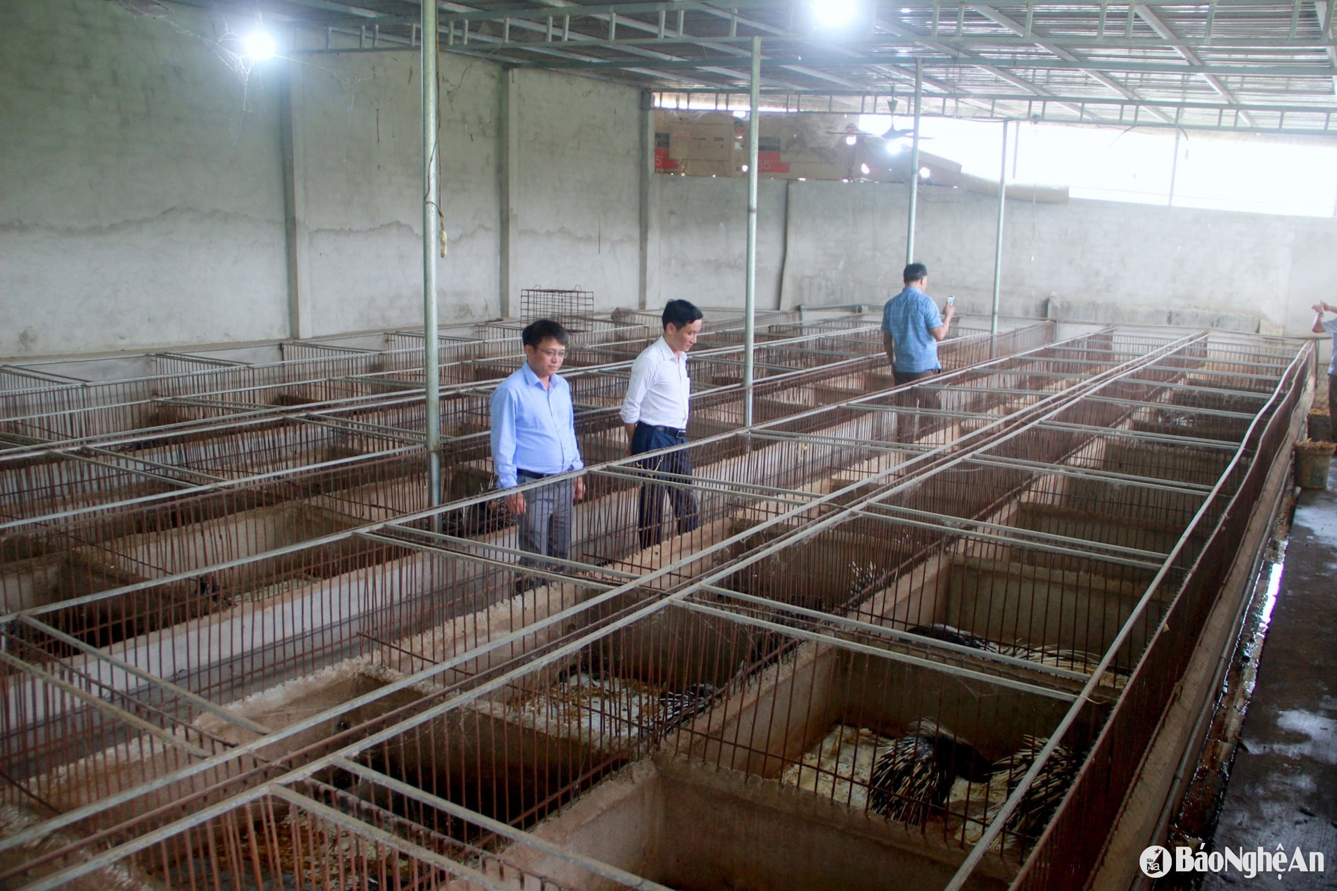 Trại nhím quy mô 500m2 của gia đình ông Nguyễn Tiến Ái