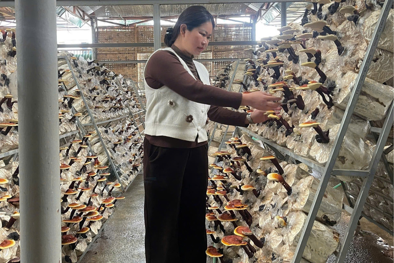 Chị Nông Thị Biệt, Giám đốc HTX Minh Anh chủ động học tập, nghiên cứu để phát triển các sản phẩm nấm đạt chất lượng ra thị trường