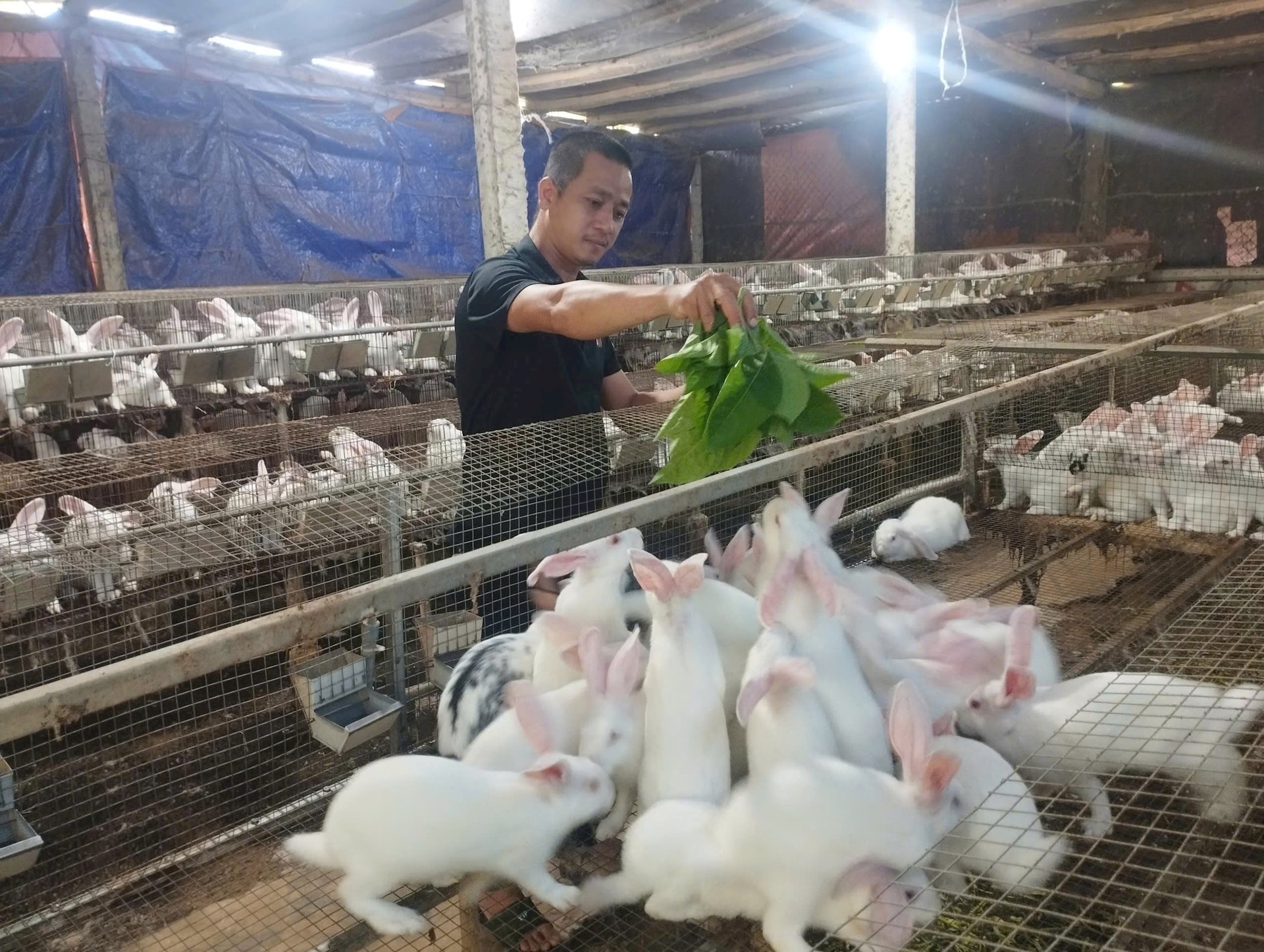 Mô hình chăn nuôi thỏ thương phẩm, nuôi thỏ bán giống đem lại hiệu quả kinh tế khá