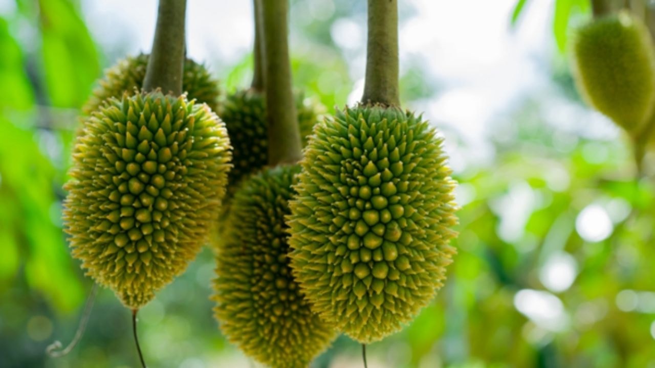 sầu riêng Việt Nam