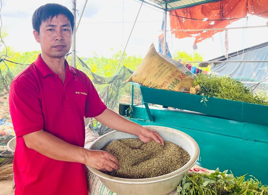 2 năm gần đây, dù quá trình trồng, chăm sóc và thu hoạch hoa hòe đều thuê nhân công nhưng trừ chi phí, mỗi năm anh Sỹ vẫn lãi 600 triệu đồng từ 4 ha hoa hòe cho thu đại trà