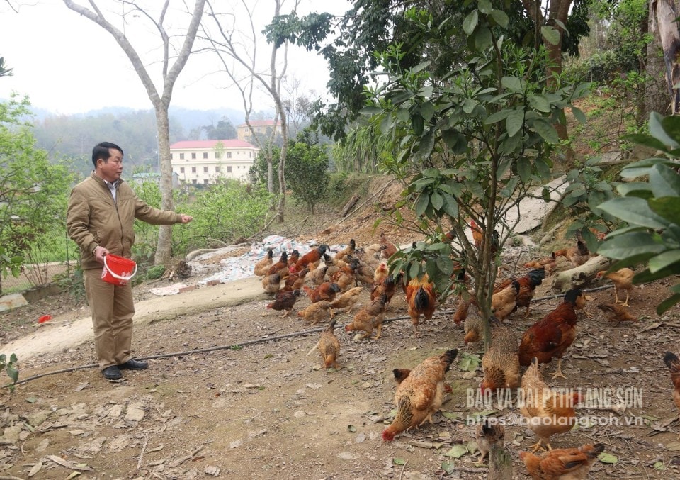 Ông Hoàng Văn Khìm chăm sóc đàn gà của gia đình