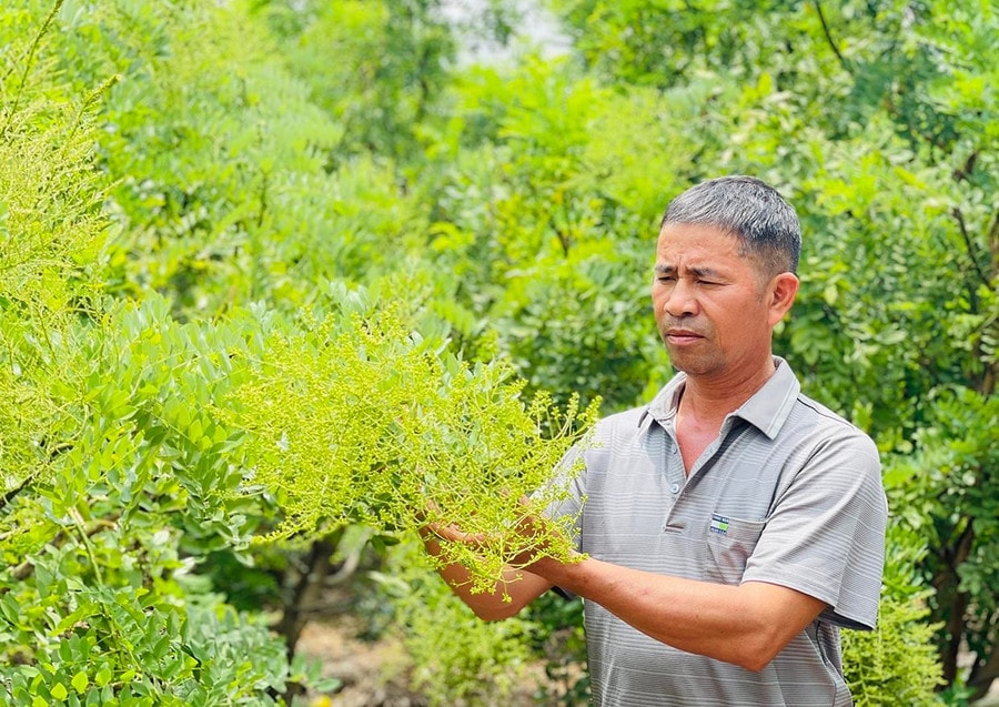 Ông Nguyễn Văn Hùng (thôn Thái Hà) bên vườn hoa hòe của gia đình