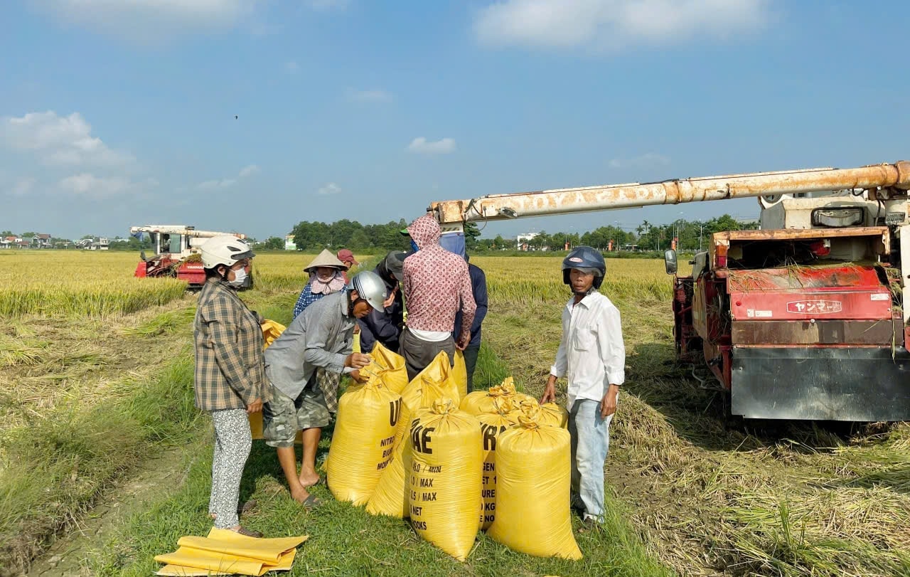 Nông dân xã Duy Phước (Duy Xuyên) thu hoạch các ruộng sản xuất hạt giống lúa thuần hồi đầu tháng 5