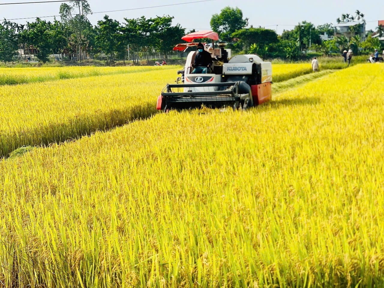 Vụ đông xuân năm nay, hầu hết mô hình liên kết sản xuất giống lúa hàng hóa ở Quảng Nam đều cho năng suất cao