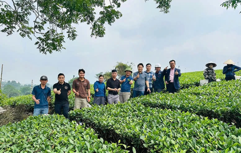 Khách du lịch trải nghiệm vườn chè tại Hợp tác xã Chè Sử Anh