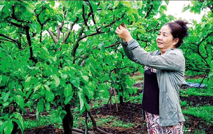 Mô hình trồng na Thái giúp gia đình chị Trần Thị Thu Vân ở ấp 4, xã Thới Hưng, huyện Cờ Đỏ vươn lên khấm khá