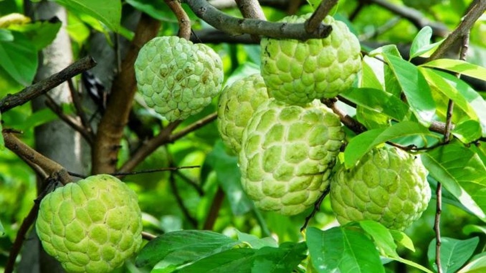 na thái lan
