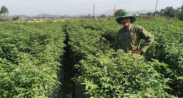 người nông dân Bình Định vui vẻ trên cánh đồng ớt của nhà
