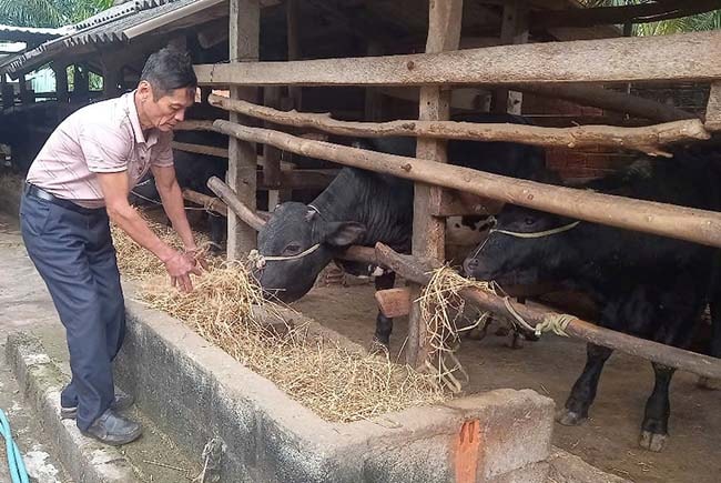 Ông Thẩm đang chăm sóc đàn bò lai của gia đình