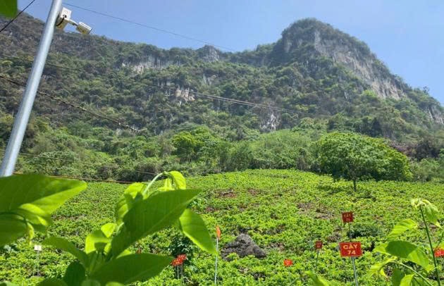 Vườn na của gia đình ông Kiều Thượng Chất được đánh số thứ tự, lắp camera quản lý