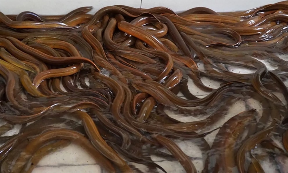 Nuoi luon khong bun