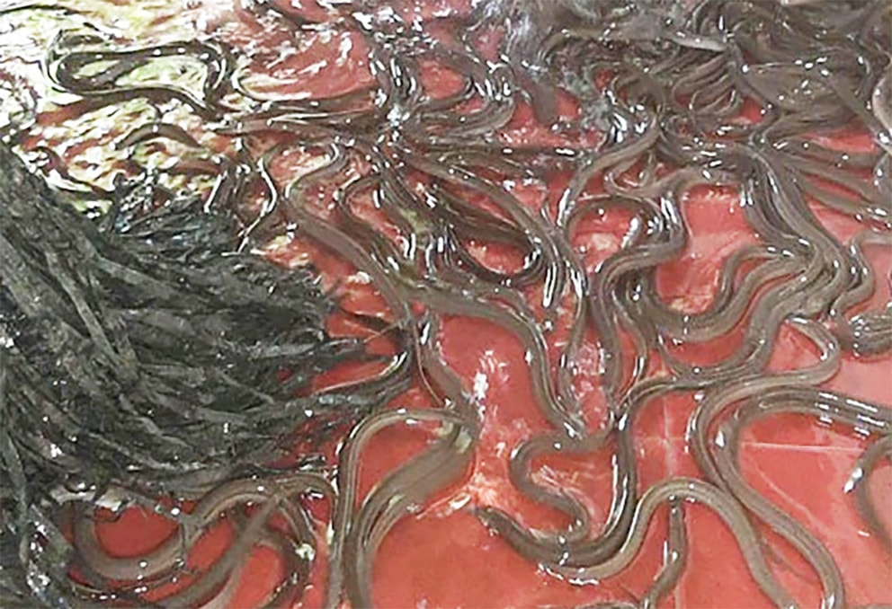 nuoi luon trong be xi mang