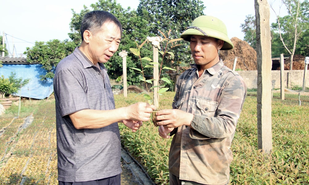 Ông Trần Đình Từng (trái), Giám đốc Công ty trách nhiệm hữu hạn một thành viên lâm nghiệp Tùng Dương kiểm tra chất lượng giống cây lâm nghiệp trước khi đưa ra thị trường