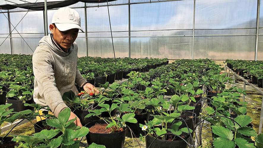 Toàn tỉnh có hơn 30 nhà kính, nhà lưới với diện tích 3 ha ứng dụng công nghệ cao