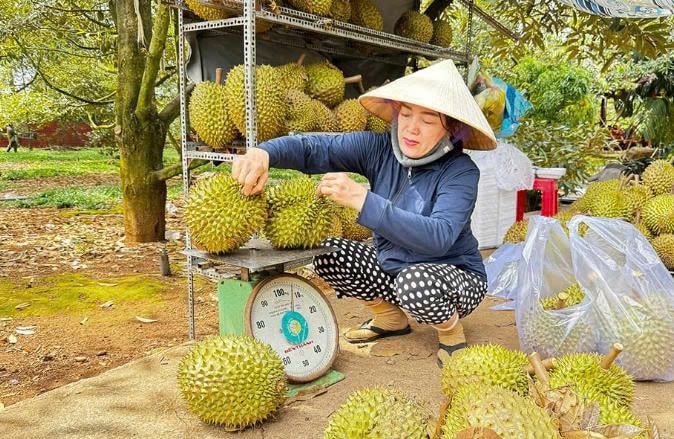 Điểm bán sầu riêng ngay tại vườn trồng ở huyện Thống Nhất