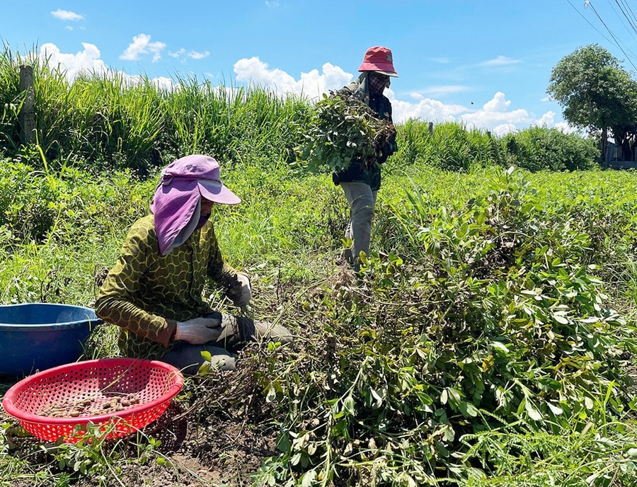 Nông dân Ia Trôk thu hoạch đậu phộng (Ảnh: Báo Gia Lai)