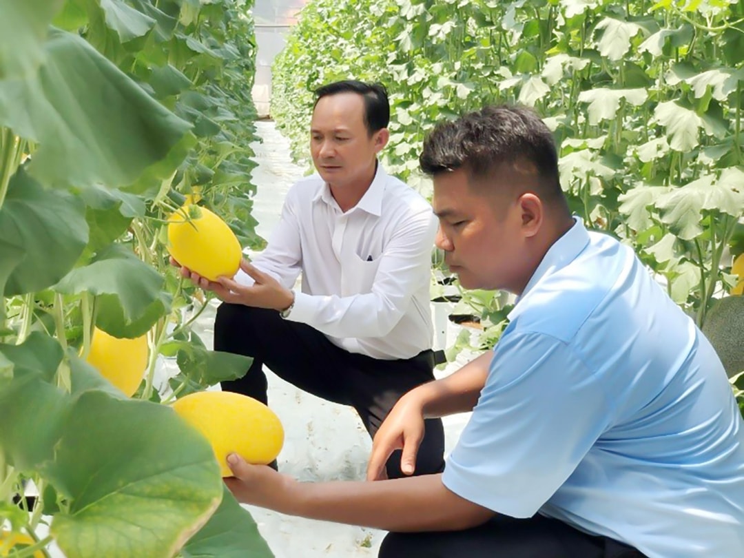 Ông Thân Quang Sang (bìa trái), Chủ tịch Hội đồng quản trị kiêm Giám đốc HTX Nha Bích và ông Lâm Típ phấn khởi khi giống dưa lưới ĐIVA 16 trồng thí điểm, bước đầu cho kết quả ngoài mong đợi (1)
