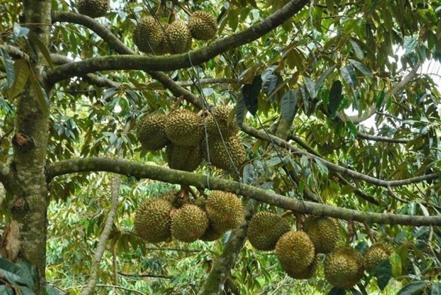 Vườn sầu riêng