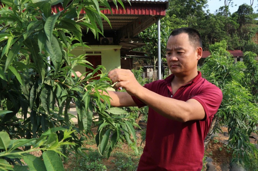 Thành viên Hợp tác xã Toàn Phát chăm sóc vườn đào