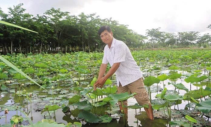 Mô hình trồng sen lấy bông của ông Nguyễn Văn Mỹ