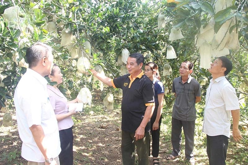 Ông Nguyễn Tiến Phương ở xã Bãi Trành giới thiệu bưởi trái vụ và những kinh nghiệm trong quá trình sản xuất (1)