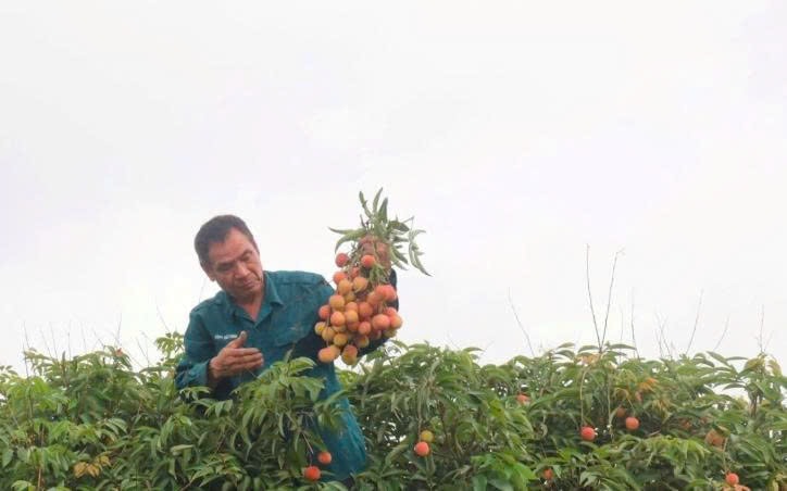 Vải sớm Thanh Hà được mùa (Ảnh: Báo Hải Dương)