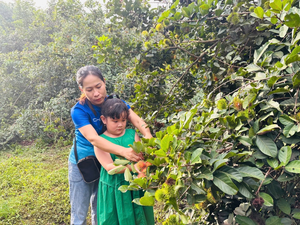 Khách tham quan thích thú khi được trải nghiệm hái chôm chôm tại vườn