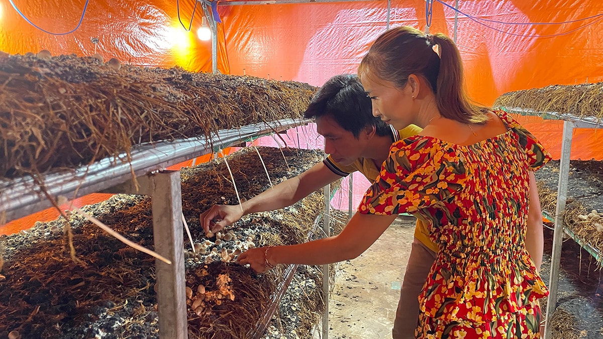 Tỉnh định hướng phát triển nghề trồng nấm ăn nhằm nâng cao lợi nhuận cho người dân