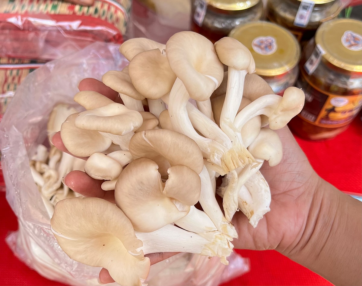 Từ mô hình trồng nấm bào ngư đã giúp gia đình anh Tài có thêm nguồn thu nhập
