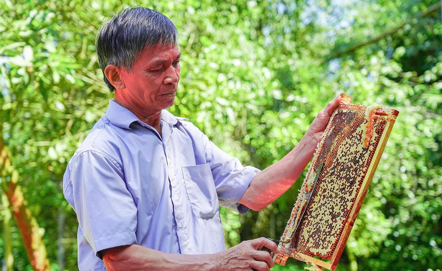 Việc thu hoạch mật ong không có thời gian cố định mà tùy thuộc vào sức khỏe của từng đàn và điều kiện tự nhiên