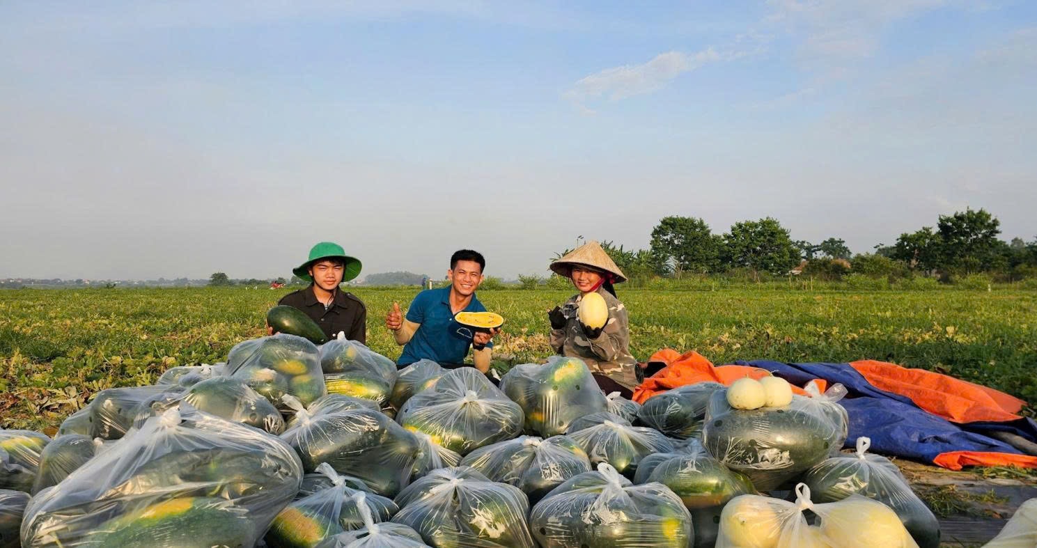 Anh Quân livestream bán dưa ngay trên ruộng cho bà con