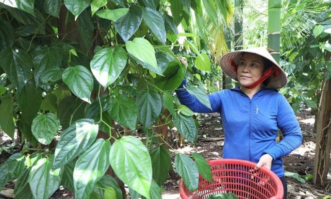 Mô hình trồng cây trầu không xen trong vườn cau đem lại thu nhập ổn định cho gia đình bà Lê Thị Tám
