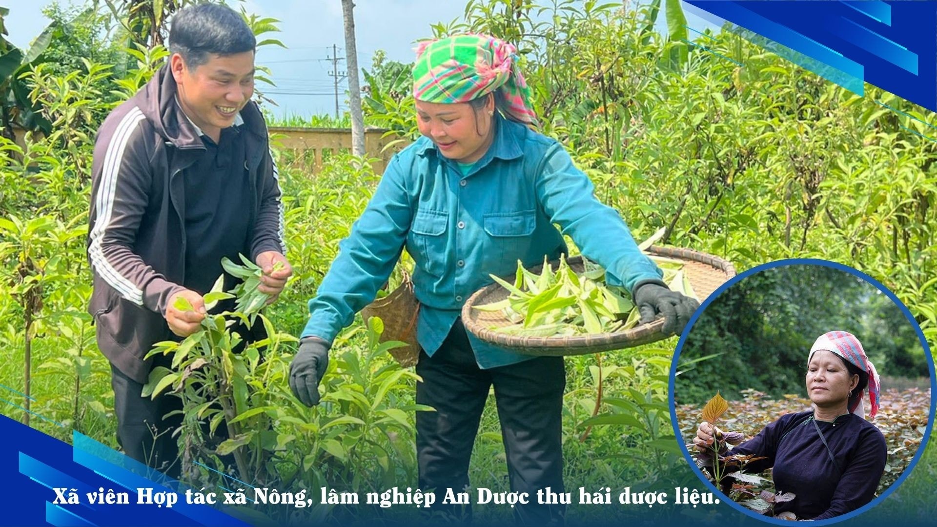 Người nông dân đang thu hái dược liệu tại vườn