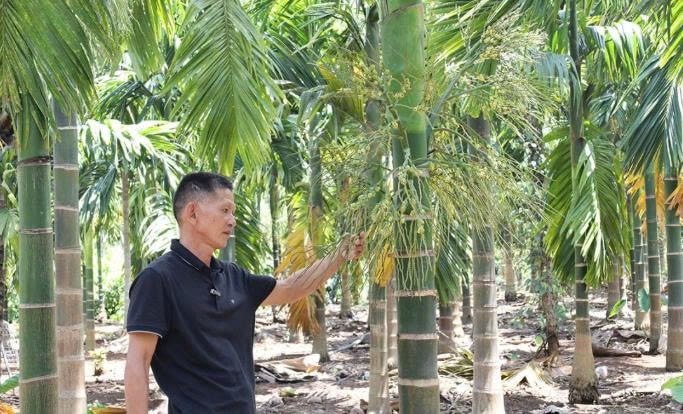 Vườn cau của gia đình ông Nguyễn Văn Dũng đem lại thu nhập vài trăm triệu đồng mỗi năm