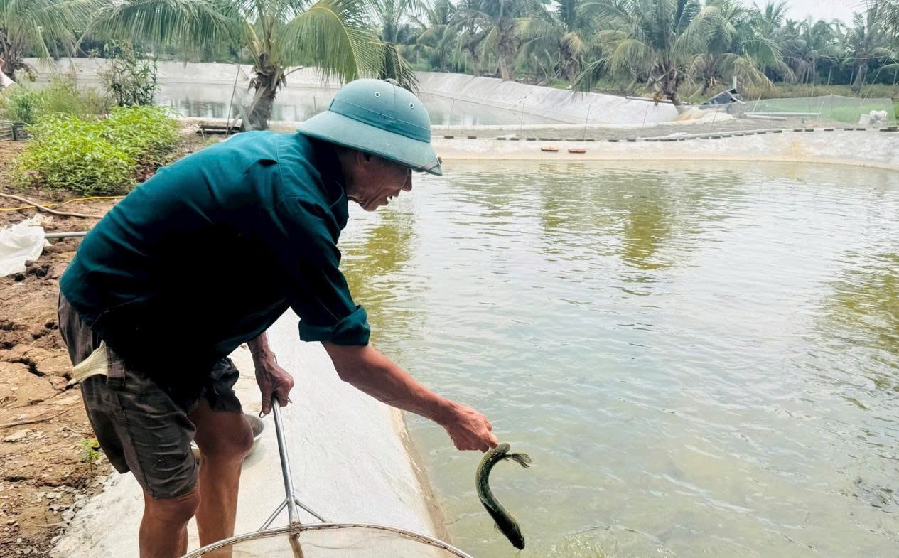 Ao cá chuối hoa của gia đình bà Phạm Thị Sim ở xã Ngũ Hùng (Thanh Miện) sắp cho thu hoạch