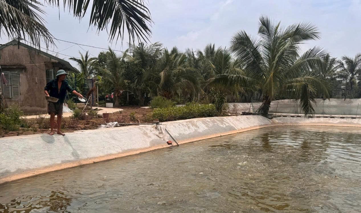 Cá chuối hoa có thể nuôi dưới ao hoặc trong bể xi măng
