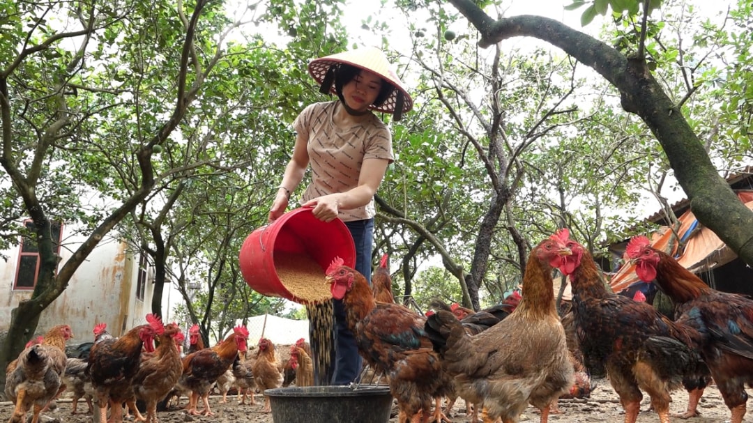 Mô hình chăn nuôi gà của chị Lưu Thị Yến, thôn Đồng Nội, xã Đồng Tâm (Lạc Thủy) cho hiệu quả kinh tế cao