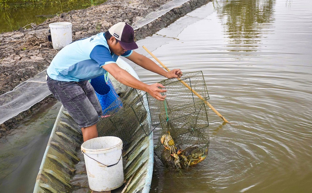 Ngoài nuôi tôm 2 giai đoạn, người dân thả thêm cua cũng đạt năng suất
