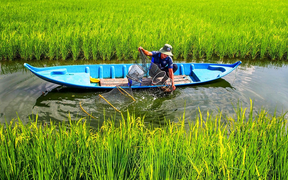 Nhờ áp dụng khoa học - kỹ thuật vào nuôi tôm nên người dân yên tâm khi trúng mùa