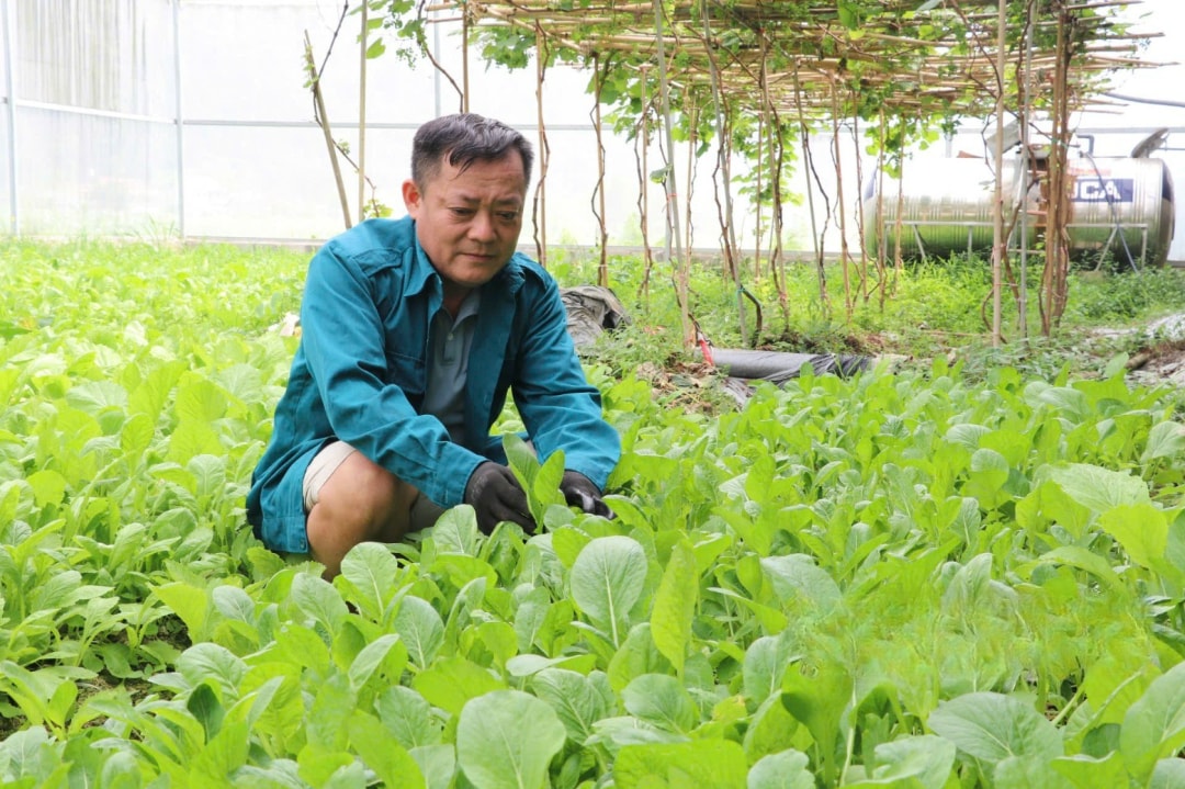 Ông Kiên chăm sóc rau trong nhà lưới